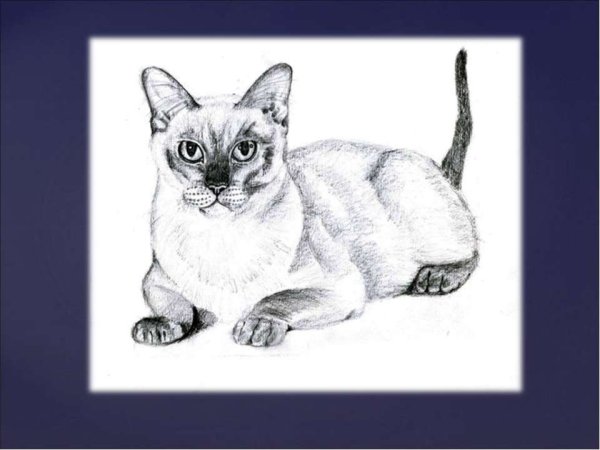 Рисунки котов карандашом
