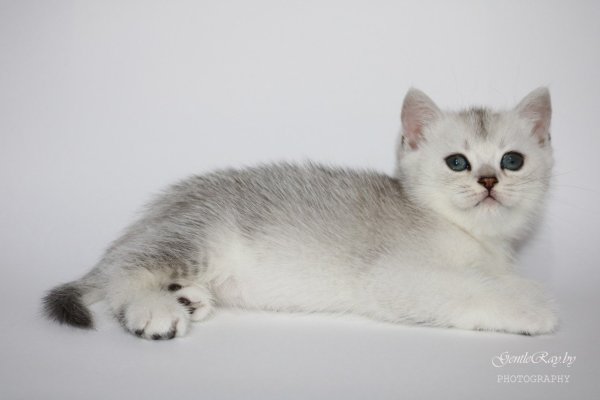 Британская шиншилла серебристая затушеванная