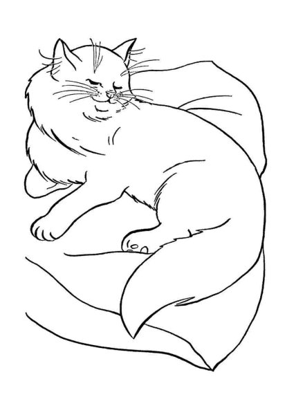 Раскраска кот