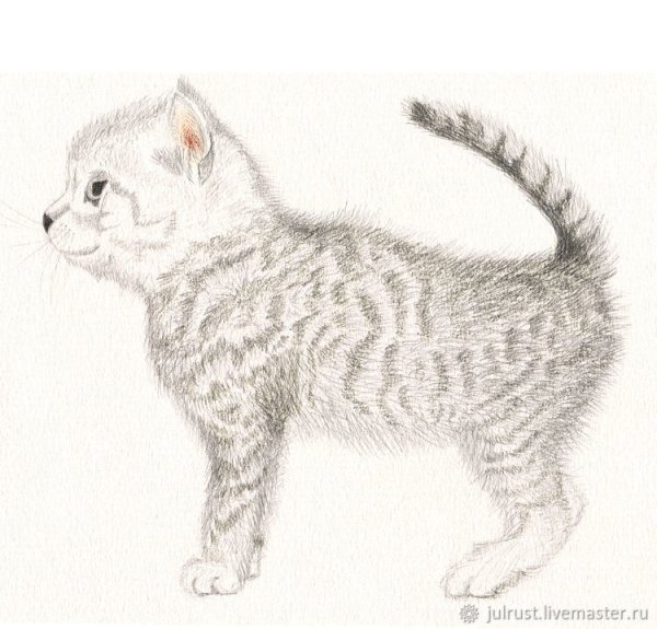 Котенок рисунок