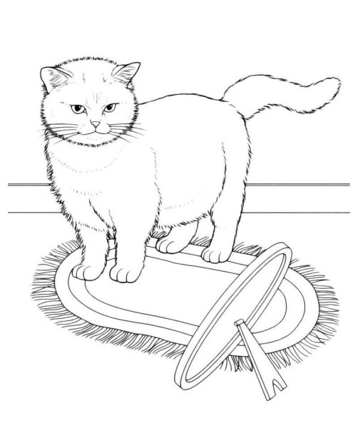 Раскраска британский кот