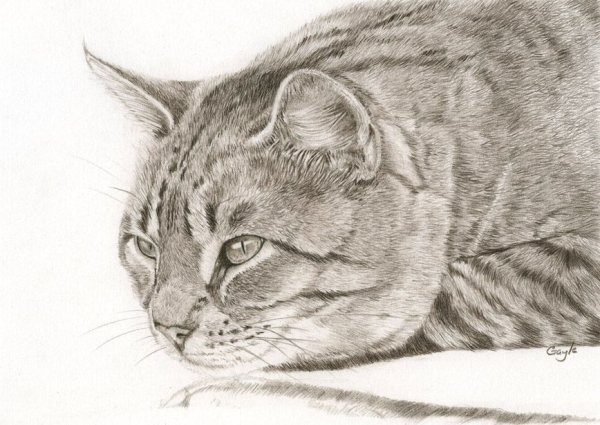 Рисунки карандашом животные кошки