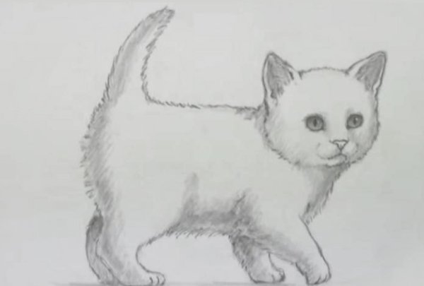 Рисунки котиков для срисовки карандашом