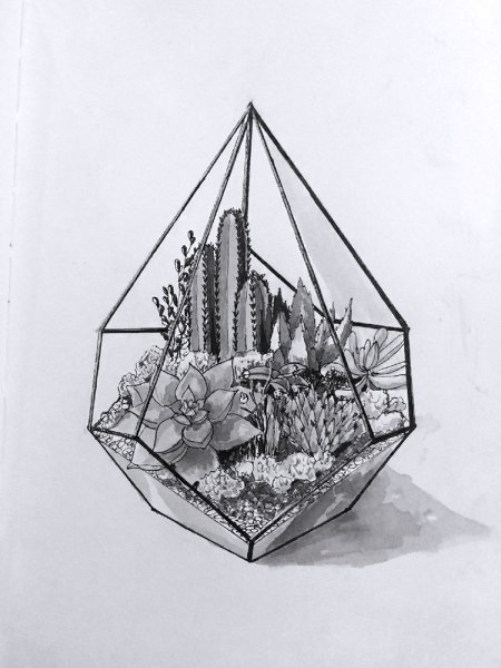 Эскиз флорариума