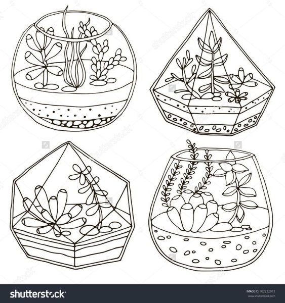 Раскраска Суккуленты