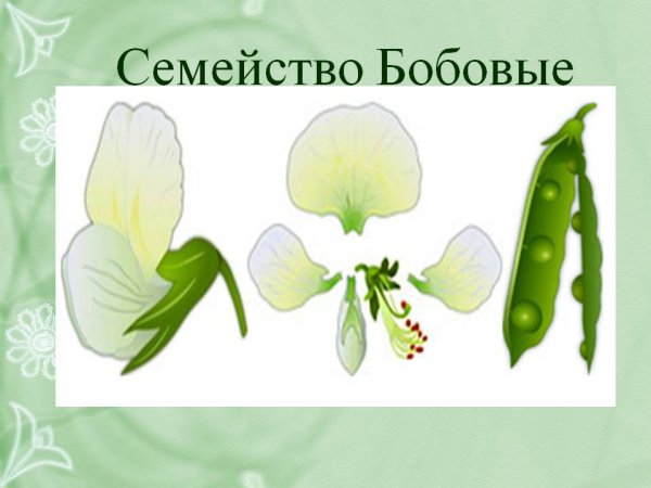 Семейства покрытосеменных растений бобовые