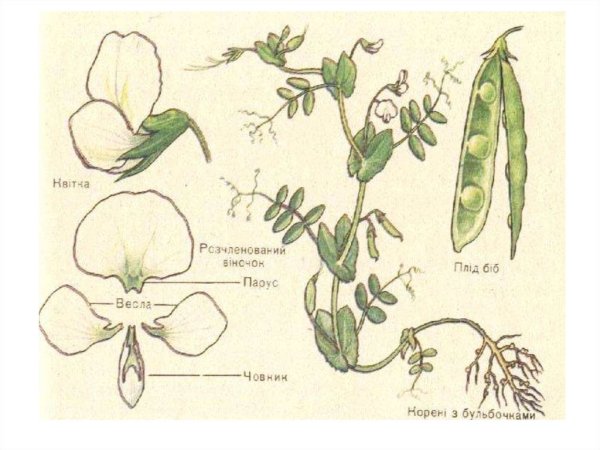 Семейство бобовые горох посевной