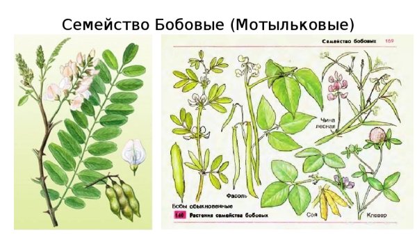 Семейство Мотыльковые бобовые листья