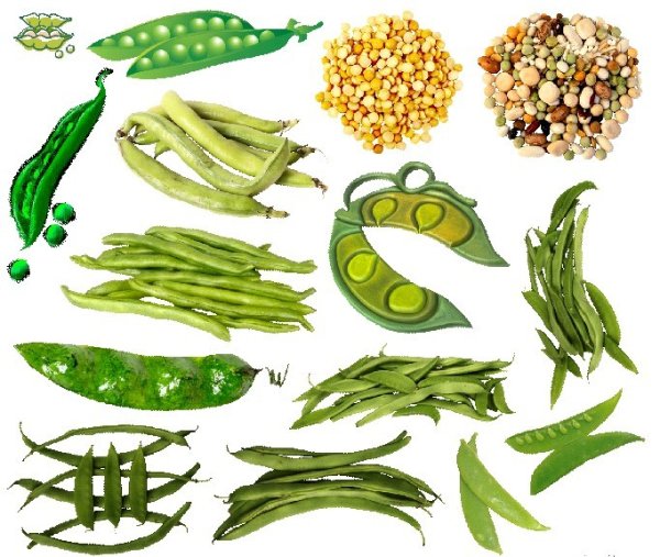 Зернобобовые культуры для рисования