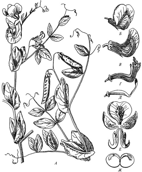 Pisum sativum - горох посевной