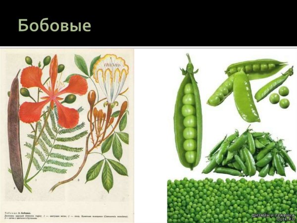 Семейство Мотыльковые бобовые