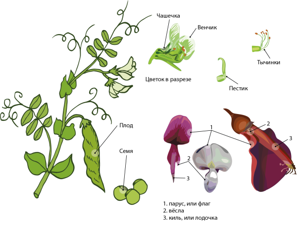 Горох посевной форма семян