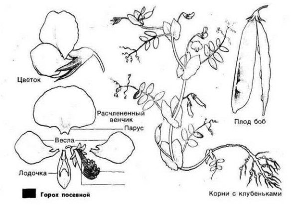 Мотыльковые плод