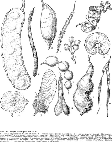Семейство бобовые горох посевной