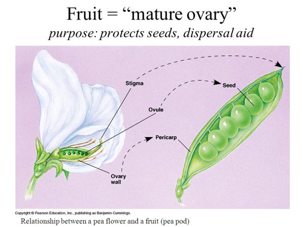 Виды бобовых культур