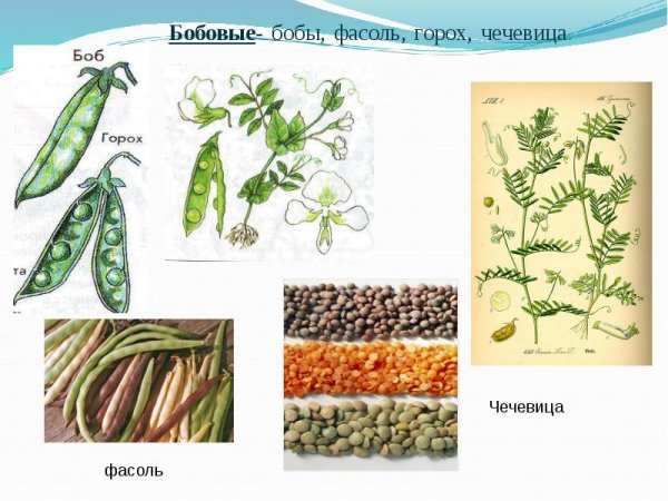 Фасоль скетч