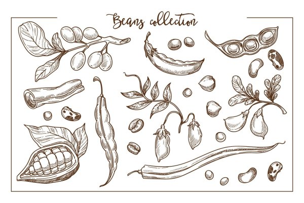 Соя рисунок