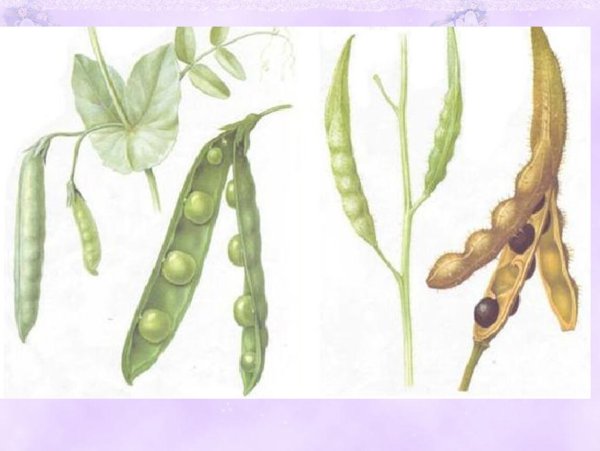 Горох посевной плод