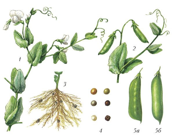 Строение плода гороха посевного