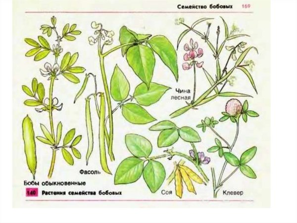 Формула цветка гороха посевного