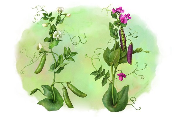 Вика посевная --- Vicia Sativa