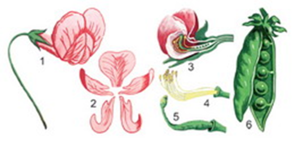 Бобы без фона