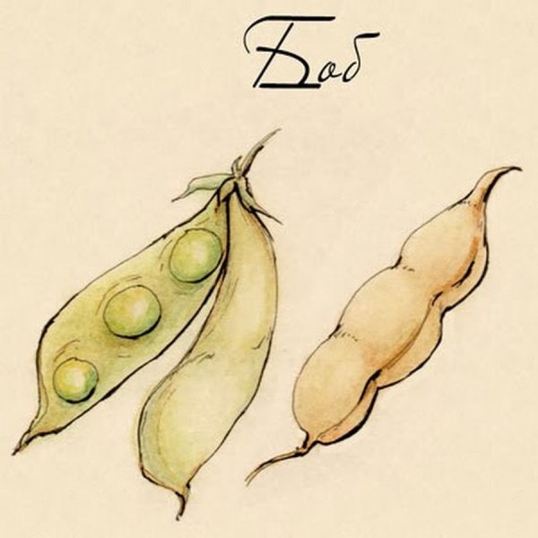 Горох посевной гербарий