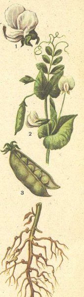 Зелёный горошек Botanica