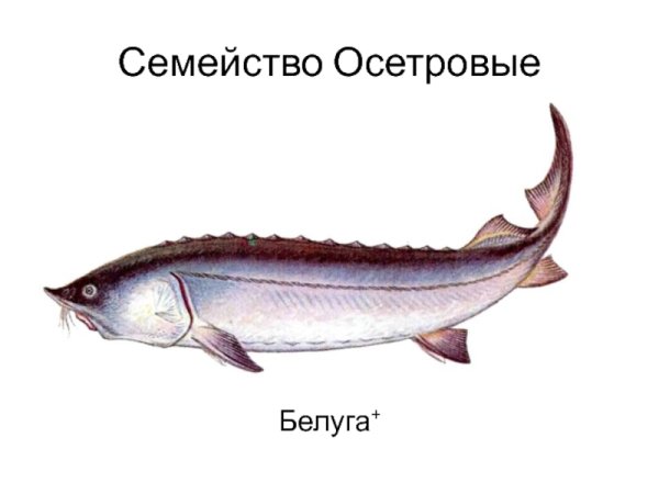 Семейство осетровые
