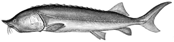 Азово Черноморская Белуга