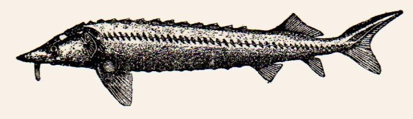 Азовская Белуга рисунок