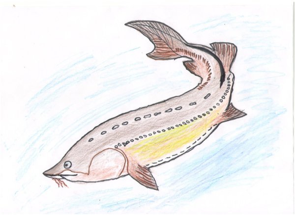 Белуга карандашом