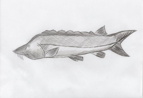 Азовская Белуга иллюстрация