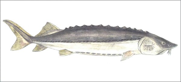 Белуга рыба вектор