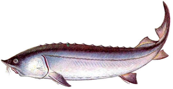 Рыба белужина