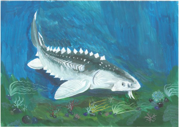 Белуга гравюра