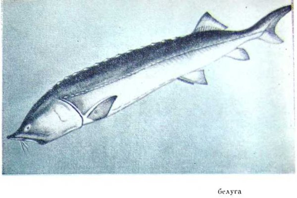 Белуга рыба рисунок