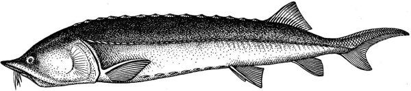 Белуга Азовская раскраска