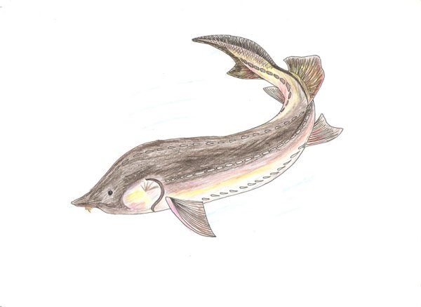 Белуга красная книга