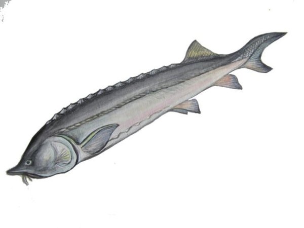 Белуга рыба