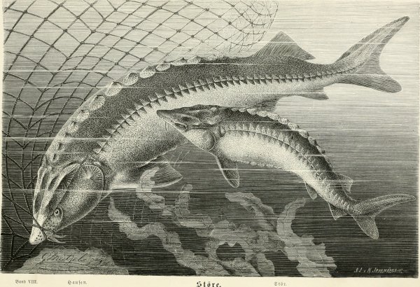 Осетр плакат