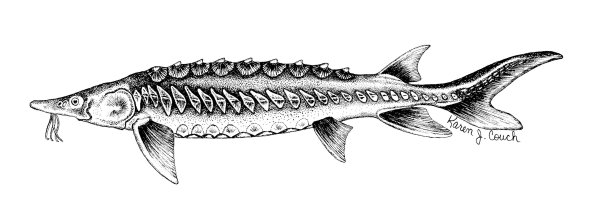 Белуга осетр Тетюши