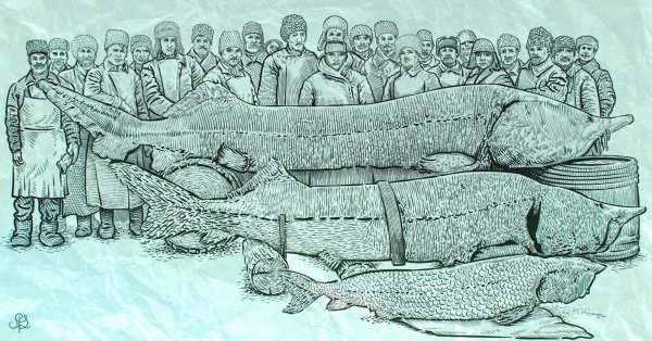 Азовская Белуга рисунок