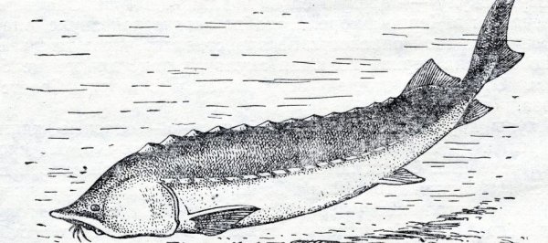 Азовская Белуга рисунок