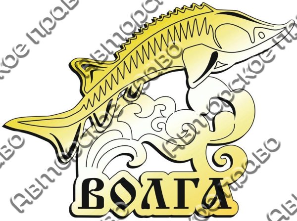 Белуга Huso Huso (Linnaeus, 1758)