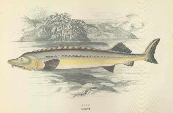 Белуга Huso Huso (Linnaeus, 1758)