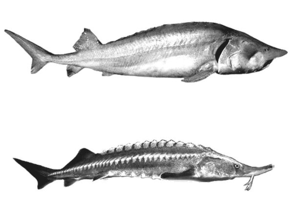 Белуга групп рыба