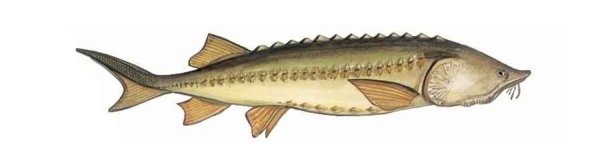 Белуга рисунок цветной Графика