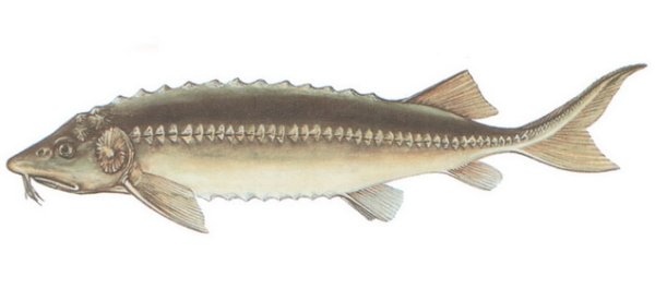 Белуга Huso Huso (Linnaeus, 1758)