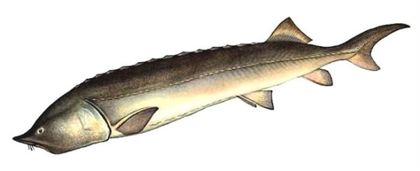 Белуха мультяшная